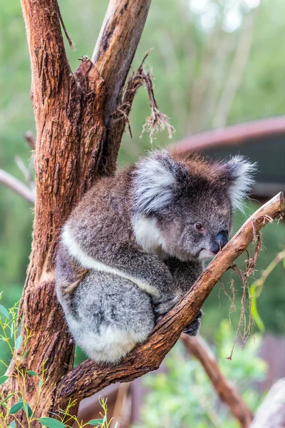 Koala Mamífero Marsupial Encantador Sentado Ramo Endêmica Australiana Comendo Folhas — Fotografia de Stock