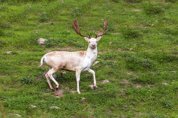 Nova Zelândia Colinas Verdes Parque Para Reprodução Veados Veado Manchado — Fotografia de Stock