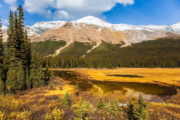 Autumn Journey Rockies Canada Shallow Lake Overgrown Yellowed Grass Foot — Stock Photo, Image