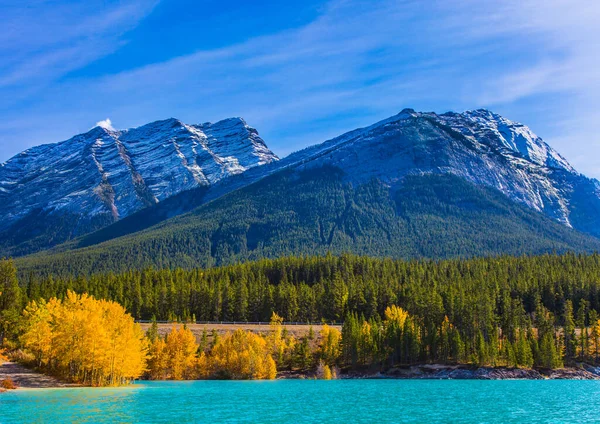 人工的なアブラハムの湖は アスペンと白樺の黄金の葉を反映しています カナダのロッキー山脈 アブラハム湖の秋の洪水 活動的 生態学的 写真観光の概念 — ストック写真
