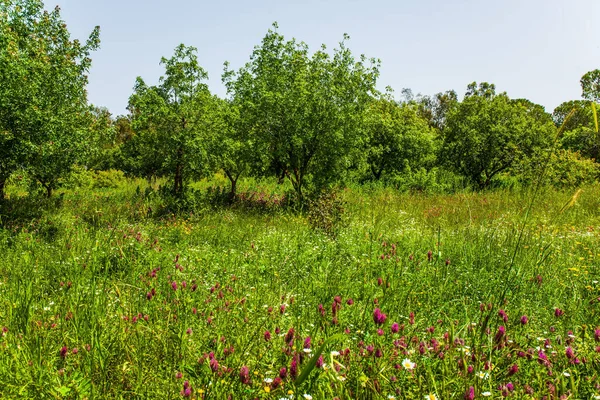 逾越节在以色列 在戈兰高地的绿色斜坡上开花 绽放着美丽的绿色草地和红色的海葵 积极和摄影旅游的概念 — 图库照片
