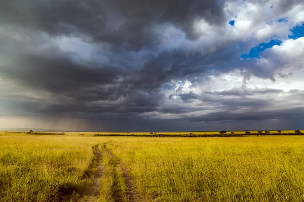 Storm clouds over a grassy savannah. Journey to Africa. The famous Masai Mara Reserve in Kenya. The concept of ecological, exotic, extreme and photo tourism