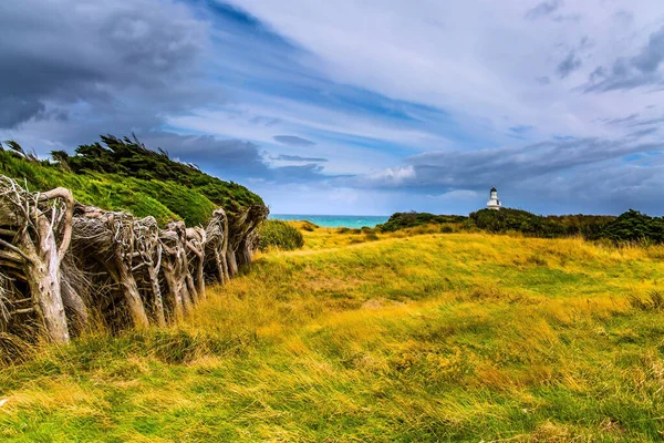 Silný Vítr Antarktidy Vytvořil Zvláštní Les Skvělá Cesta Nový Zéland — Stock fotografie