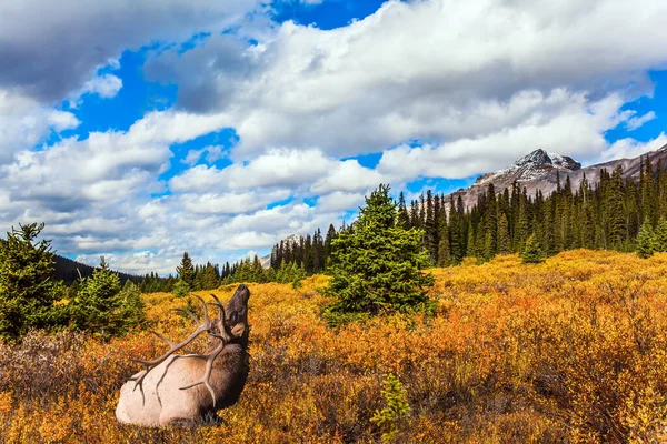 Nádherné Podzimní Skalnaté Hory Mnohobarevná Tráva Březích Bow Lake Krásný — Stock fotografie
