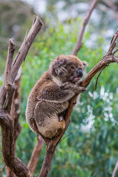 褐色考拉或有袋熊是食草性哺乳动物 可爱的毛茸茸的棕色玩具熊 考尔家族唯一的现代代表 生态旅游概念 — 图库照片
