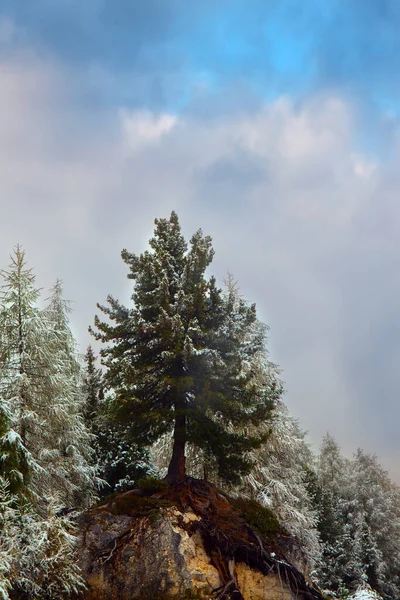 Enorma Vintergröna Granar Täckta Med Första Snön Magnifika Giau Pass — Stockfoto