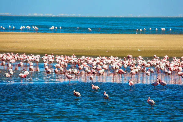 Afrykańskie Wybrzeże Atlantyku Ogromna Kolonia Różowych Flamingów Wspaniałe Różowe Ptaki — Zdjęcie stockowe