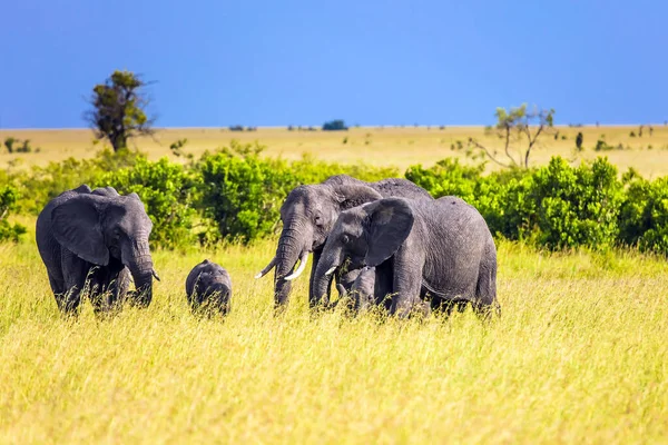 Elefantenfamilie Mit Jungen Auf Einem Spaziergang Das Berühmte Masai Mara — Stockfoto
