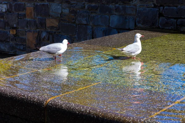 África Sul Misteriosa Gaivotas Lindas Banham Fonte Fabulosa Cidade Portuária — Fotografia de Stock