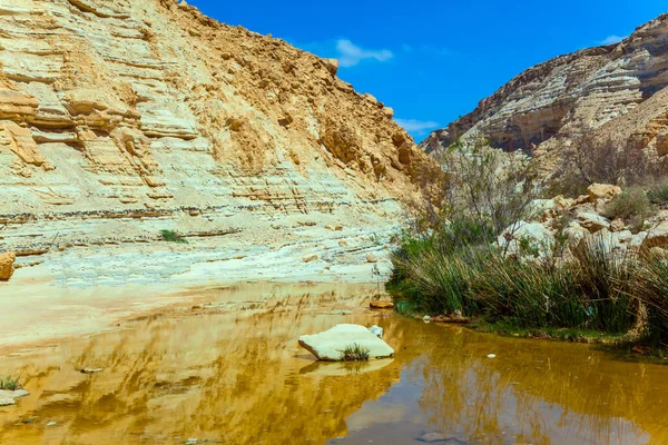 Printemps Peu Profond Coule Travers Canyon Ein Avdat Canyon Ciel — Photo