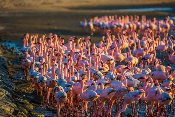 Ptaki Żerują Płytkiej Wodzie Swakopmundu Interesujące Użyteczne Obserwowanie Ptaków Namibia — Zdjęcie stockowe