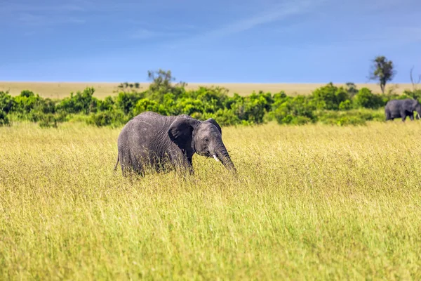 Afrika Das Masai Mara Reservat Kenia Riesiger Einsamer Elefant Gras — Stockfoto