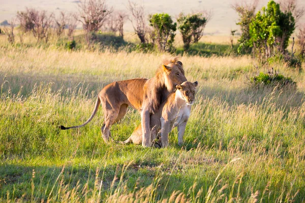 Leão Leoa Copulam Savana Kenya Masai Mara Park Jeep Safari — Fotografia de Stock