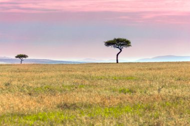 Baharda Afrika savanı. Afrika akasyası ufukta her daim yeşil. Ekolojik, egzotik ve fotoğraf turizmi kavramı