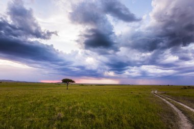  Çimenli bir bozkırın ortasında yapayalnız bir ağaç. Afrika Boynuzu 'nun uçsuz bucaksız genişliği. Kenya 'daki Masai Mara Rezervi. Ekolojik, egzotik, aşırı ve fotoğraf turizmi kavramı