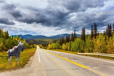 Geyik Alaska 'ya giden yolun kenarında otluyor. Kanada Kayalıkları 'ndaki meşhur Bighorn Otoyolu. Cordillera. Bulutlu bir sonbahar günü. Ekolojik, otomobil ve fotoğraf turizmi kavramı