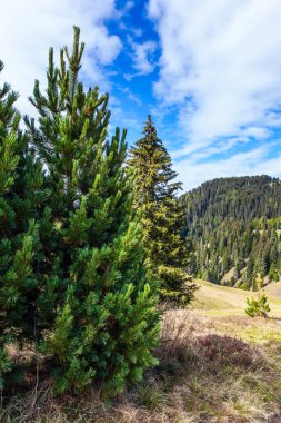 Alpe di Siusi, İtalya 'nın Dolomitler şehrinde büyüleyici bir platodur. Yürüyüş ve fotoğraf çekmek için güzel güneşli bir gün. Yürüme, ekolojik ve fotoğraf turizmi kavramı