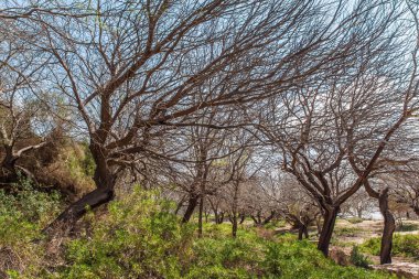İsrail 'de harika bir bahar. Negev Çölü 'nde güzel, sıcak bir gün. Ekolojik, aktif ve fotoğraf turizmi kavramı