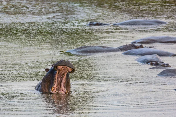 Vízilovak Gyülekezete Tóban Hatalmas Víziló Ásít Vízben Hippopotamus Veszélyes Állat — Stock Fotó