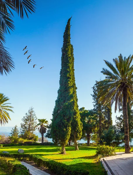 Гора Блаженство Море Галилее Цветущий Огромный Парк Вокруг Монастыря Израиль — стоковое фото