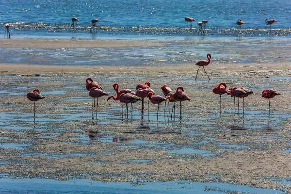 壮大な白ピンクのフラミンゴの群れが海岸のシルトで自分自身に餌を与えます 日の出だ スワコプムンド アフリカ ナミビアの大西洋岸 環境に優しい アクティブ 写真観光とバードウォッチンの概念 — ストック写真