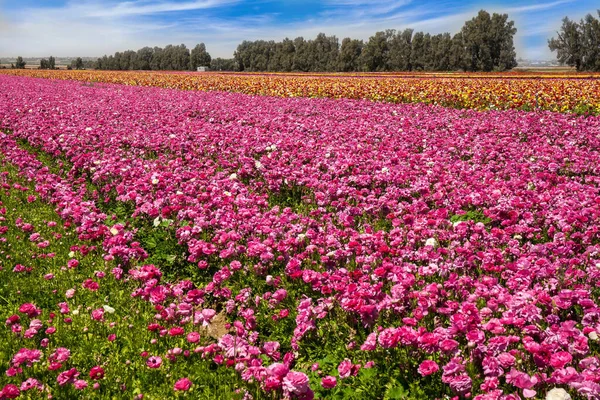 줄무늬의 양탄자 밭이다 산책은 이스라엘 남부에서 봄날입니다 생태학적 식물학적 — 스톡 사진
