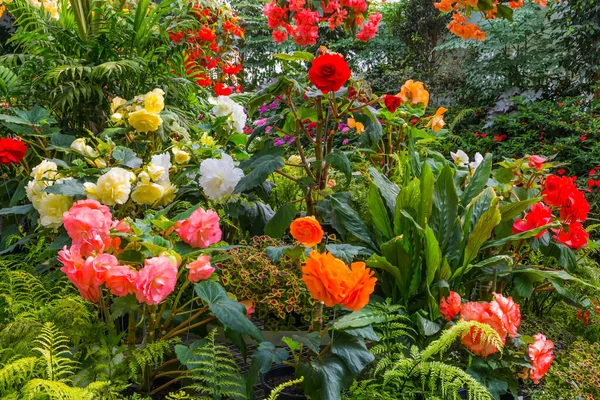 Magníficos Macizos Florecientes Peonías Rosas Dalias Pintoresco Parque Ciudad Estilo — Foto de Stock