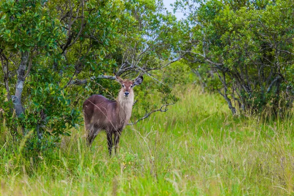 Fantastisch Knap Watergeit Grazige Savanne Kenia Safari Tour Naar Masai — Stockfoto