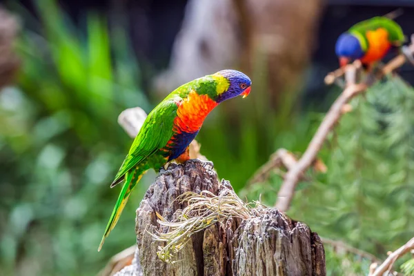 Papagaios Estão Sentados Toco Árvore Papagaios Lori Pequeno Brilhantemente Colorido — Fotografia de Stock