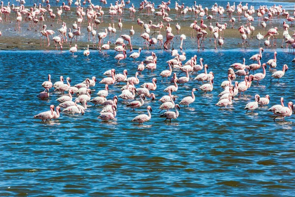 Conceito Turismo Ecológico Ativo Fotográfico Aves Alimentam Nas Águas Rasas — Fotografia de Stock