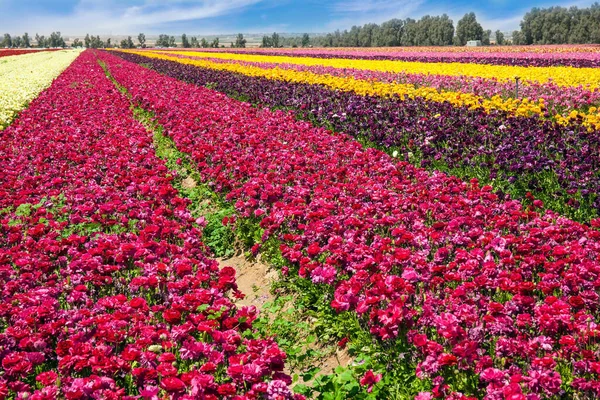 Gorgeous Multicolor Striped Floral Carpet Kibbutz Field Flowering Colorful Buttercups — Stock Photo, Image