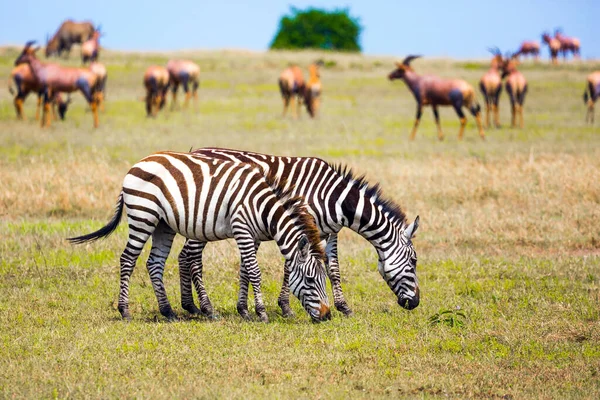 Tsessebe Antelopes Zebras Graze Together Nearby Magnificent Trip African Savannah — Stock Photo, Image