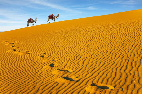 Puesta Sol Naranja Desierto Camello Bien Arreglado Decorado Con Guirnaldas — Foto de Stock