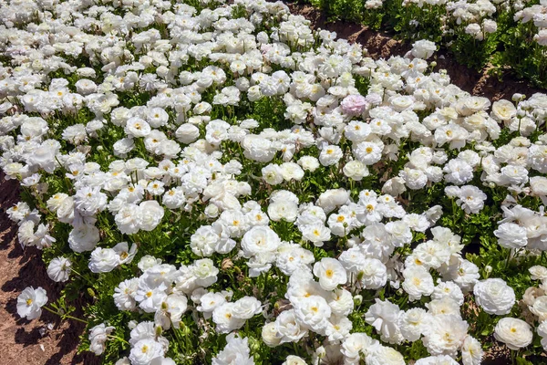 Prachtig Veld Van Luxe Lentebloemen Van Boterbloemen Ranunculus Israël Mooie — Stockfoto