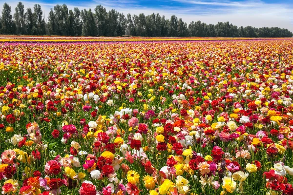 Belle Journée Ensoleillée Printemps Grand Buttercups Jardin Multicolore Frontière Sud — Photo