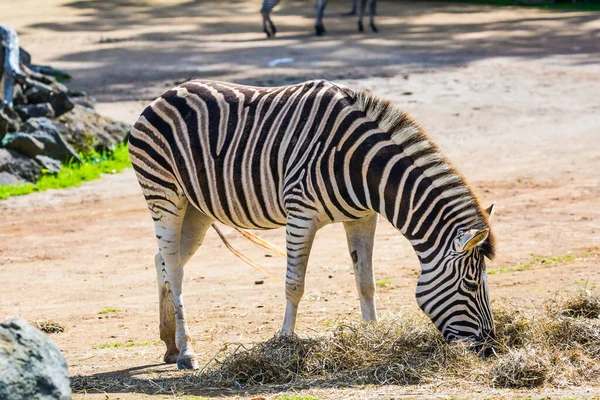 Zebra Zoo Auckland Nowa Zelandia Zoo Jest Ważne Dla Zachowania — Zdjęcie stockowe