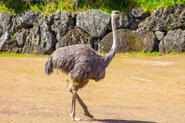 Σπουδαίος Ζωολογικός Κήπος Στο Ώκλαντ Της Νέας Ζηλανδίας Στρουθοκάμηλος Ζωολογικός — Φωτογραφία Αρχείου