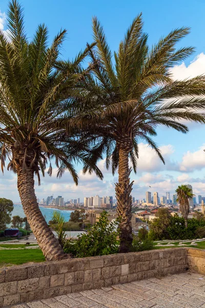 Tramonto Palme Sulla Collina Abrasha Park Magnifico Panorama Tel Aviv — Foto Stock