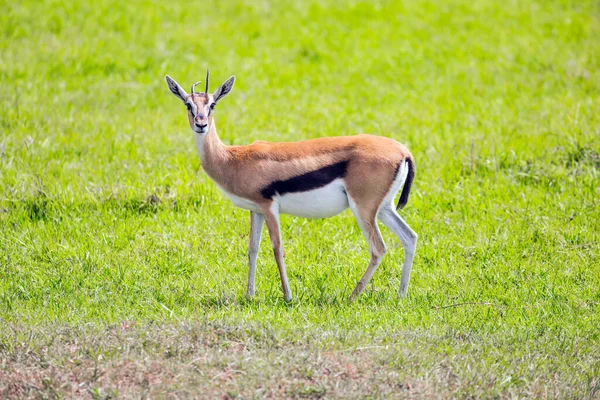 Elegantní Světlo Opravdová Antilopa Nebo Thomsonova Gazela Safari Národním Parku — Stock fotografie