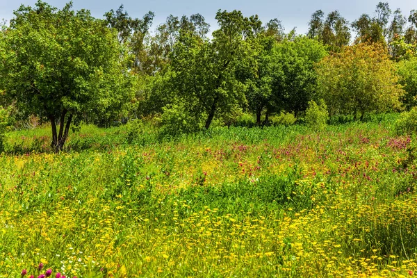 Blühende Grüne Wiese Und Rote Anemonen Jüdisches Ostern Israel Urlaub — Stockfoto