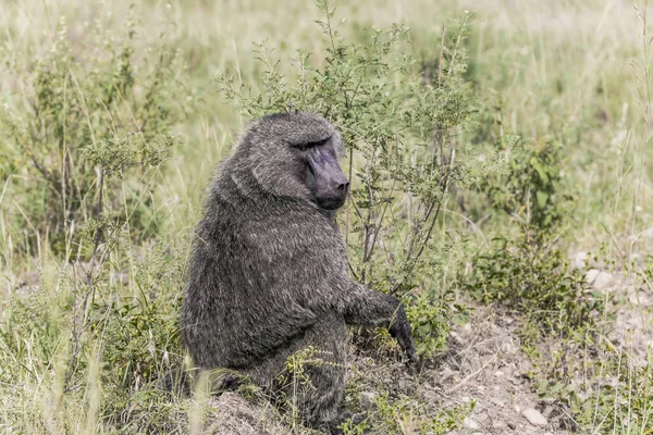 Famosa Reserva Masai Mara Quênia Babuíno Babuíno Amarelo Savana Gramada — Fotografia de Stock