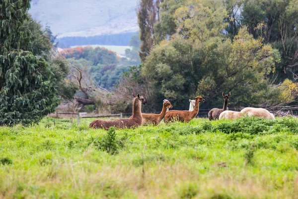 Llama Pequeño Camello Domesticado Descendiente Guanaco Salvaje Sudamericano Concepto Turismo —  Fotos de Stock