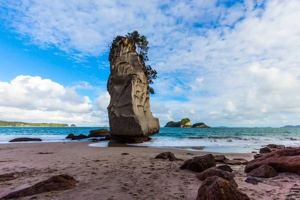 Île Nord Nouvelle Zélande Herbe Les Arbres Poussent Sur Énormes — Photo