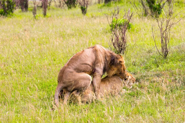 ジープ アフリカのサバンナで春のサファリ ケニア マサイ マラ公園 サバンナでライオンが交尾する 捕食哺乳類 エキゾチックで極端な観光と写真観光の概念 — ストック写真