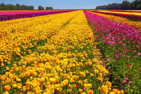 Nádherný Mnohobarevný Květinový Koberec Mnohobarevné Velké Zahradní Máslové Pohárky Pole — Stock fotografie