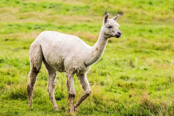 Encantadora Llama Blanca Después Corte Pelo Pegado Sobre Hierba Verde —  Fotos de Stock