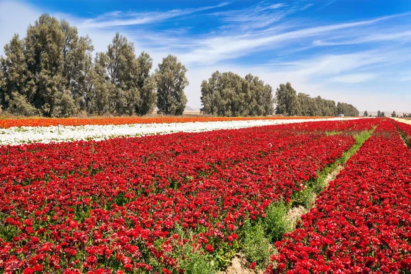 Campo Flores Luxuosas Primavera Copos Manteiga Belo Dia Primavera Ensolarado — Fotografia de Stock