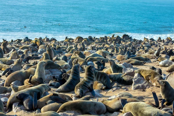 Africa Cape Cross Largest South African Fur Seal Rookery World — Stock Photo, Image