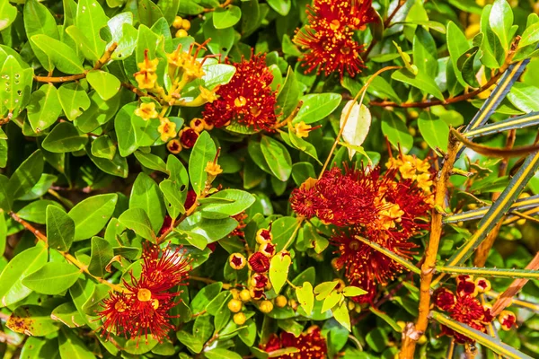 Los Arbustos Que Florecen Planta Carnívora Magníficas Flores Color Amarillo — Foto de Stock