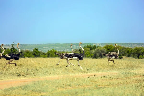 Lindos Avestruzes Africanos Fogem Perigo Safari Parque Nacional Masai Mara — Fotografia de Stock